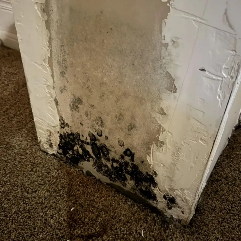 Professional Mold Removal in Vandalia, IL